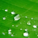 Gotas de agua cayendo en las hojas de una planta